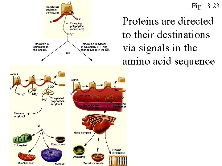 Fig 13. 23 Proteins are directed to their destinations via signals in the amino