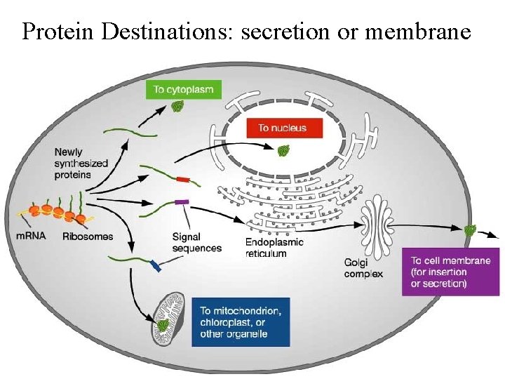 Protein Destinations: secretion or membrane 