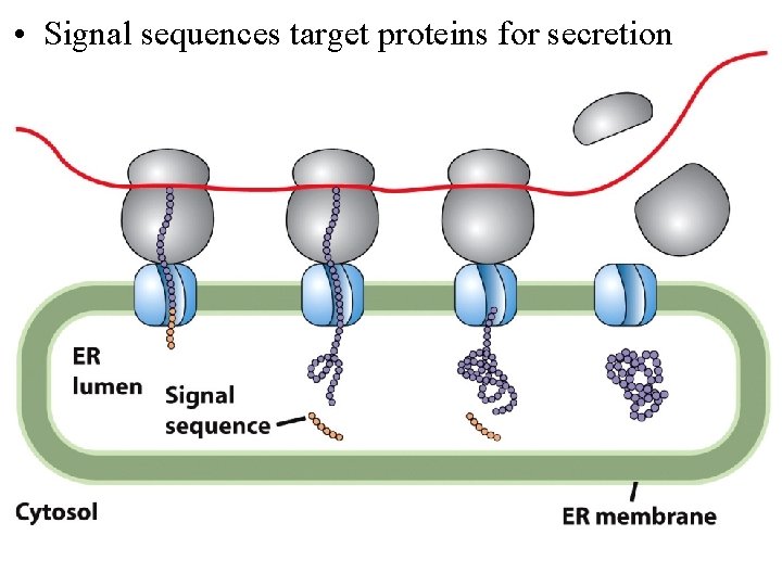  • Signal sequences target proteins for secretion 