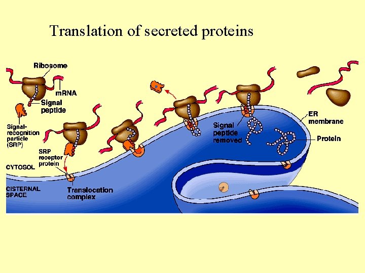 Translation of secreted proteins 