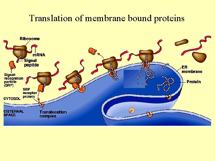 Translation of membrane bound proteins 