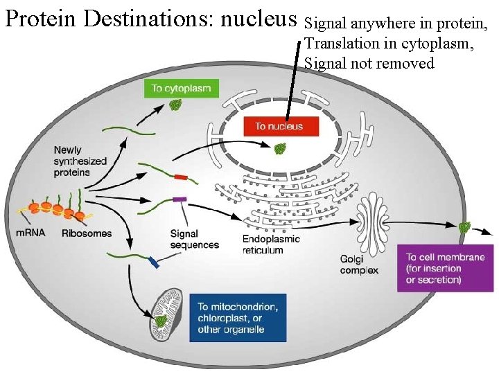 Protein Destinations: nucleus Signal anywhere in protein, Translation in cytoplasm, Signal not removed 