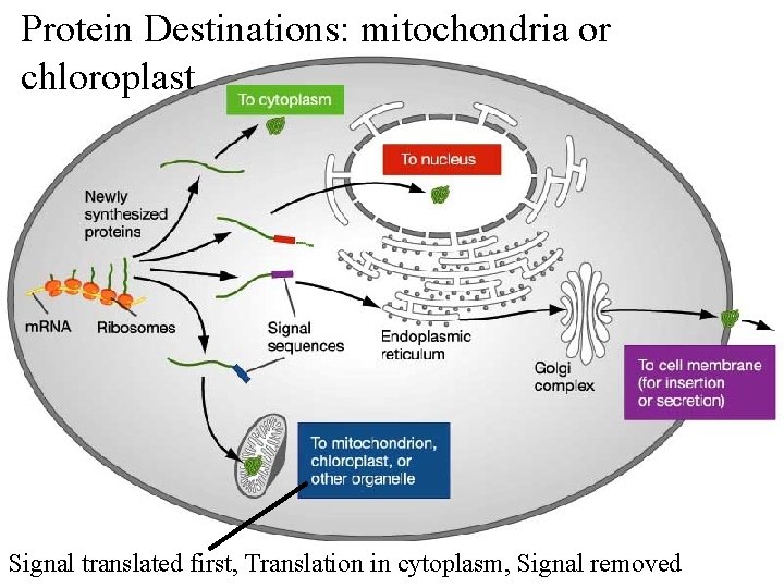 Protein Destinations: mitochondria or chloroplast Signal translated first, Translation in cytoplasm, Signal removed 