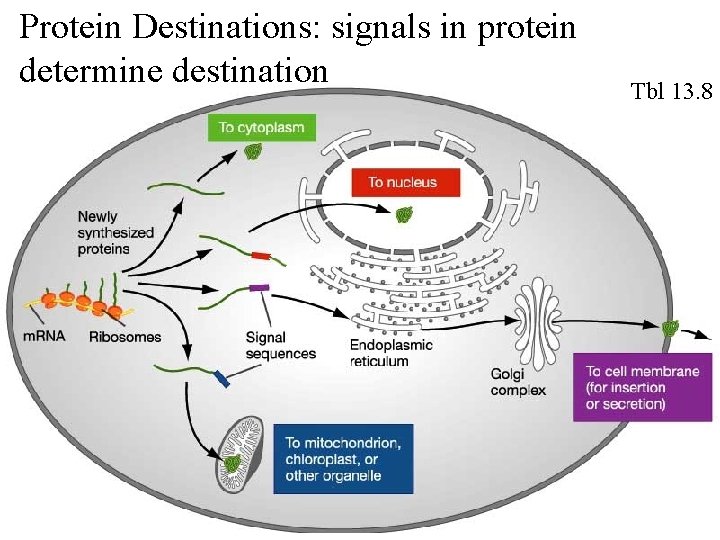 Protein Destinations: signals in protein determine destination Tbl 13. 8 