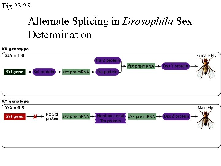 Fig 23. 25 Alternate Splicing in Drosophila Sex Determination 