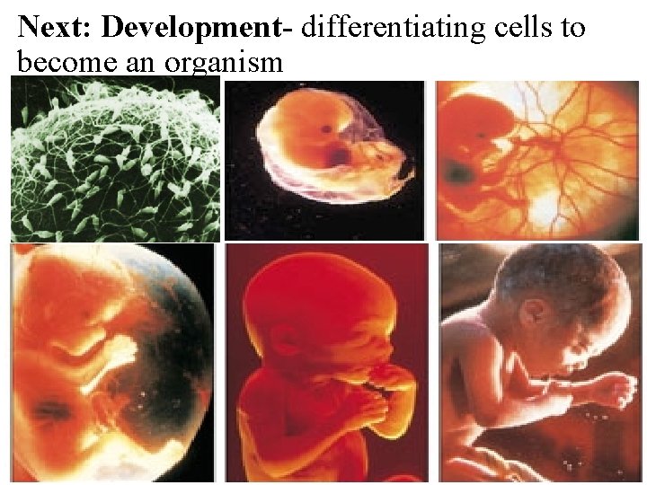 Next: Development- differentiating cells to become an organism 