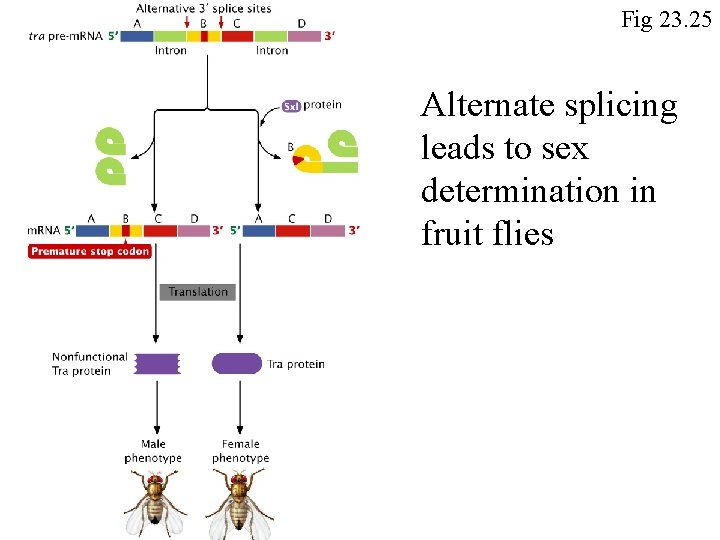 Fig 23. 25 Alternate splicing leads to sex determination in fruit flies 