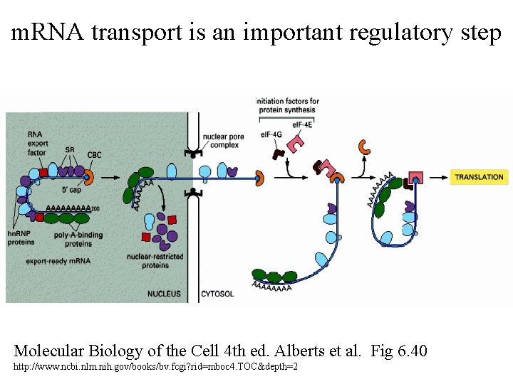 m. RNA transport is an important regulatory step Molecular Biology of the Cell 4