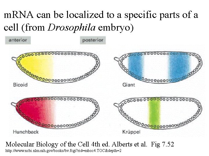m. RNA can be localized to a specific parts of a cell (from Drosophila