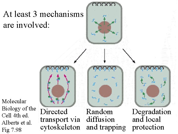 At least 3 mechanisms are involved: Molecular Biology of the Cell 4 th ed.