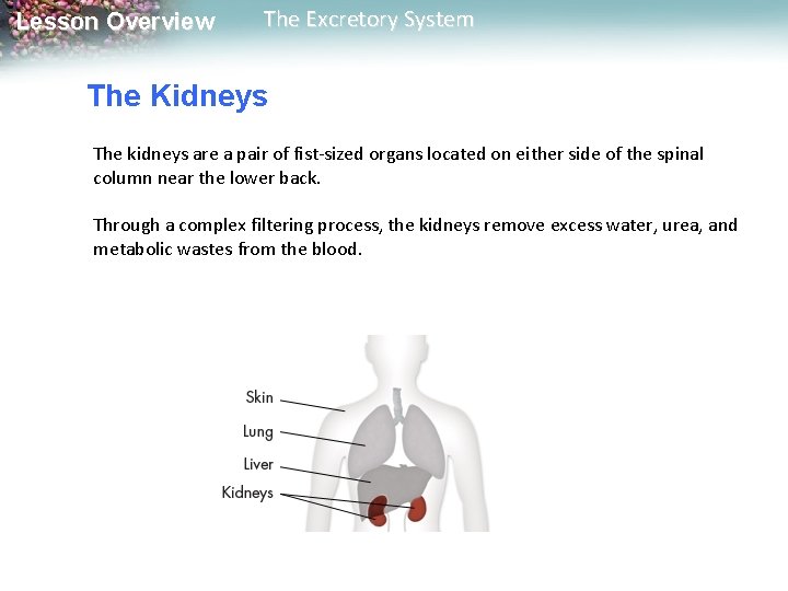 Lesson Overview The Excretory System The Kidneys The kidneys are a pair of fist-sized