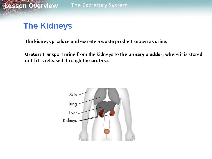 Lesson Overview The Excretory System The Kidneys The kidneys produce and excrete a waste