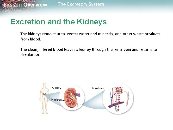 Lesson Overview The Excretory System Excretion and the Kidneys The kidneys remove urea, excess