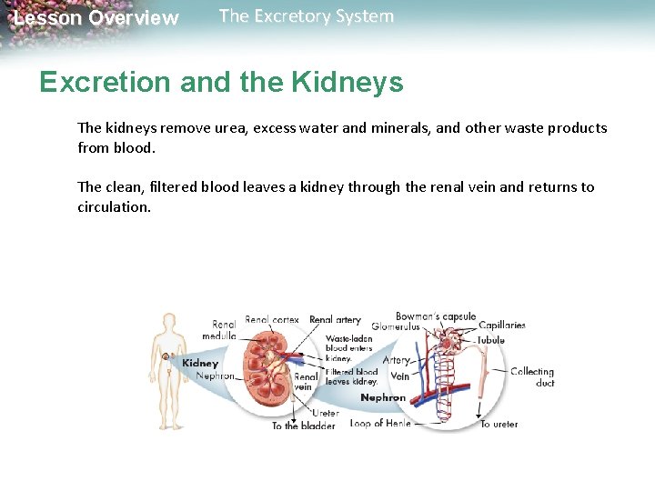 Lesson Overview The Excretory System Excretion and the Kidneys The kidneys remove urea, excess