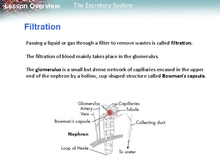 Lesson Overview The Excretory System Lesson Overview 30