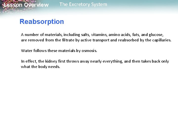 Lesson Overview The Excretory System Reabsorption A number of materials, including salts, vitamins, amino