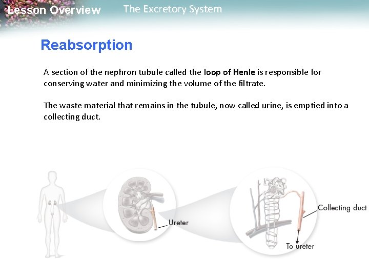 Lesson Overview The Excretory System Reabsorption A section of the nephron tubule called the