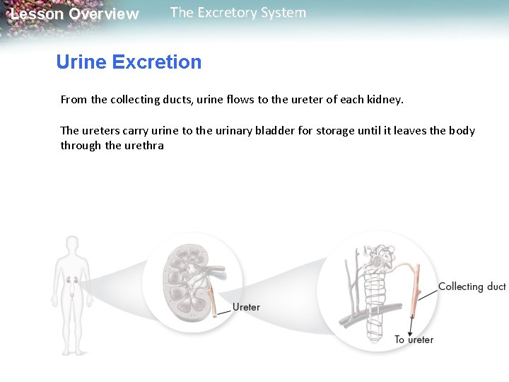 Lesson Overview The Excretory System Urine Excretion From the collecting ducts, urine flows to