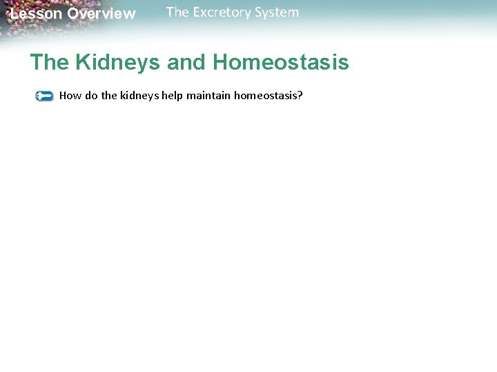 Lesson Overview The Excretory System The Kidneys and Homeostasis How do the kidneys help