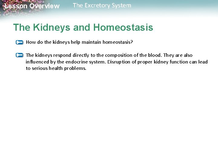 Lesson Overview The Excretory System The Kidneys and Homeostasis How do the kidneys help