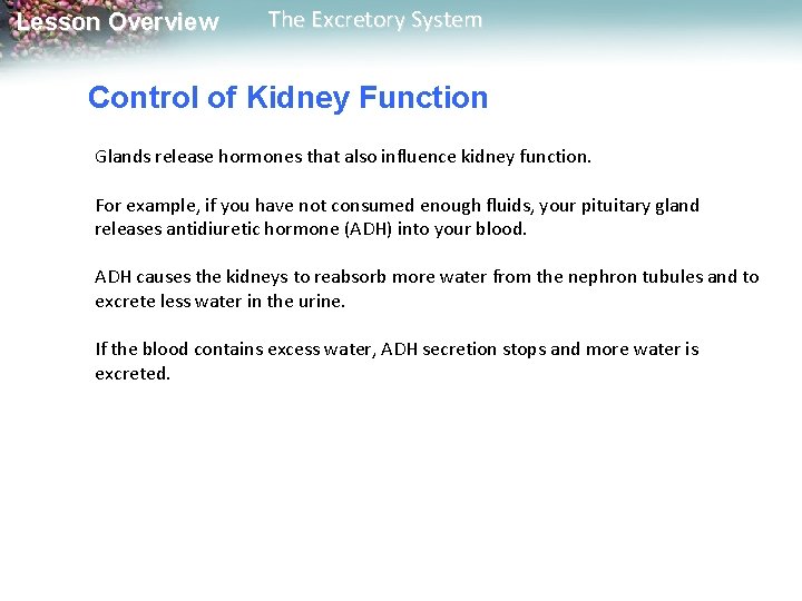 Lesson Overview The Excretory System Control of Kidney Function Glands release hormones that also