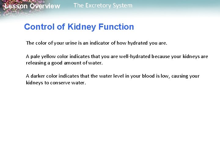 Lesson Overview The Excretory System Control of Kidney Function The color of your urine