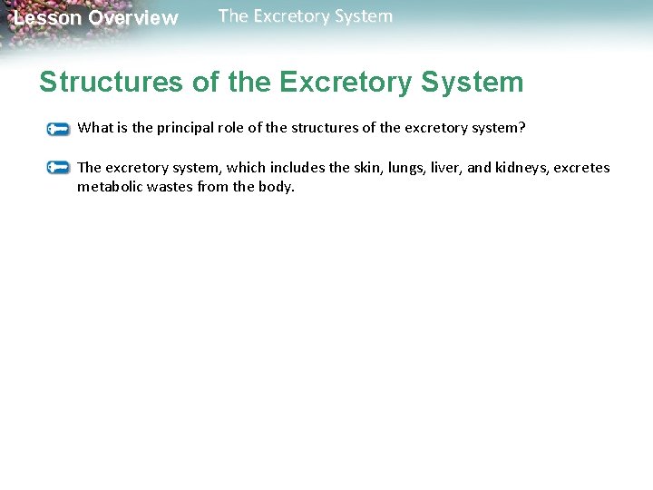 Lesson Overview The Excretory System Structures of the Excretory System What is the principal