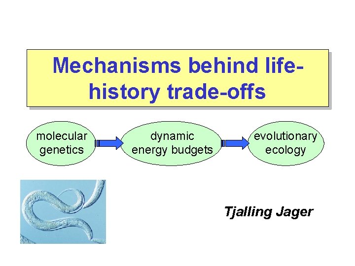 Mechanisms behind lifehistory trade-offs molecular genetics dynamic energy budgets evolutionary ecology Tjalling Jager 