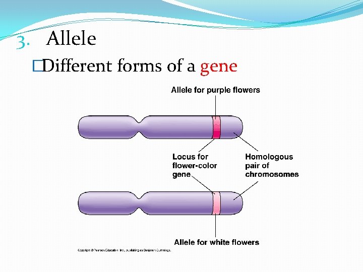 3. Allele �Different forms of a gene 