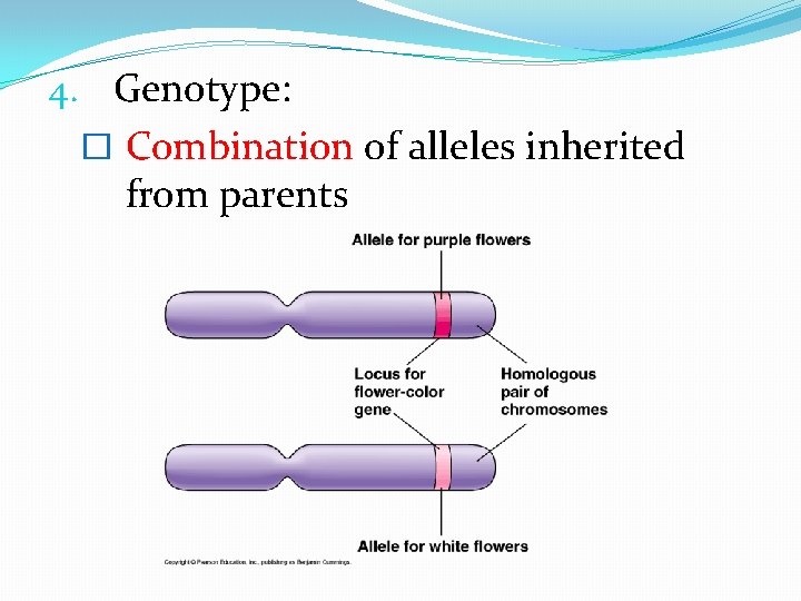 4. Genotype: � Combination of alleles inherited from parents 