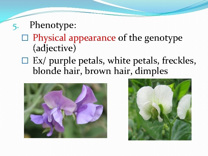 5. Phenotype: � Physical appearance of the genotype (adjective) � Ex/ purple petals, white