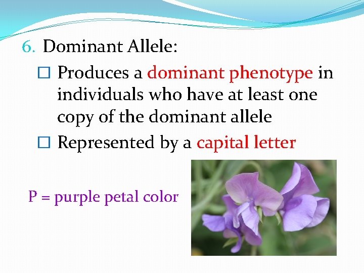 6. Dominant Allele: � Produces a dominant phenotype in individuals who have at least