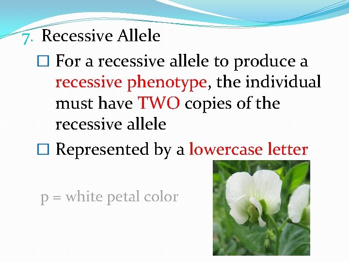 7. Recessive Allele � For a recessive allele to produce a recessive phenotype, the