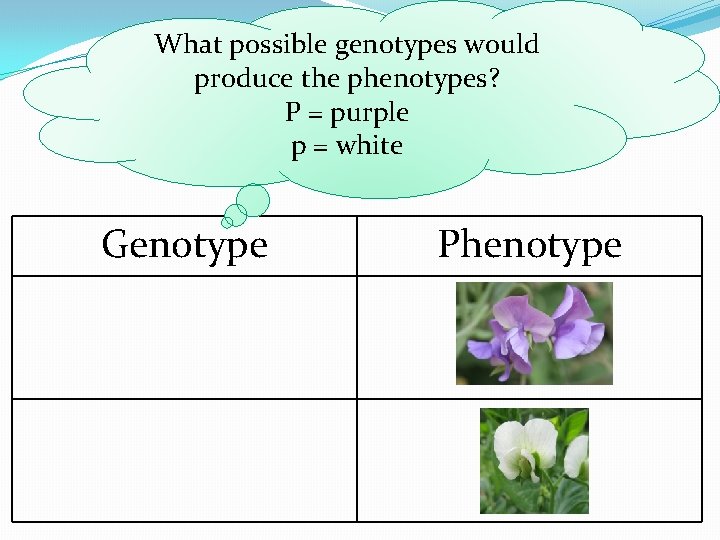 What possible genotypes would produce the phenotypes? P = purple p = white Genotype