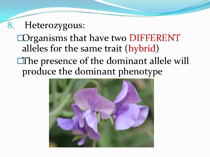 8. Heterozygous: �Organisms that have two DIFFERENT alleles for the same trait (hybrid) �The