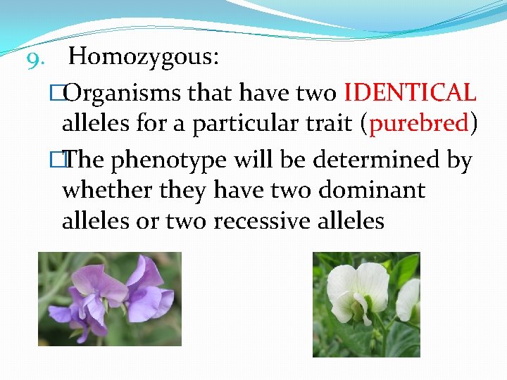 9. Homozygous: �Organisms that have two IDENTICAL alleles for a particular trait (purebred) �The