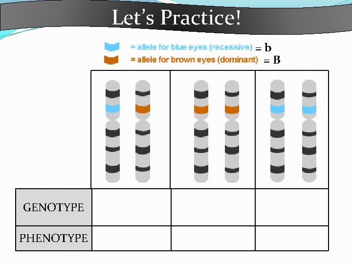 Let’s Practice! =b =B GENOTYPE PHENOTYPE 