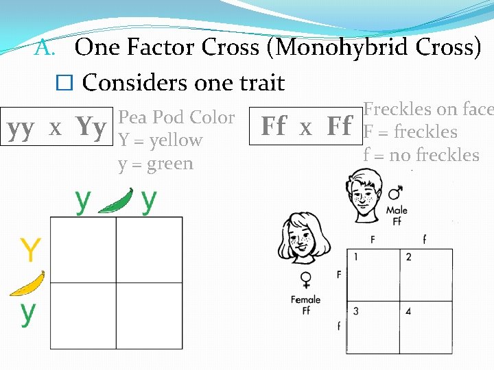 A. One Factor Cross (Monohybrid Cross) � Considers one trait yy x Yy Pea