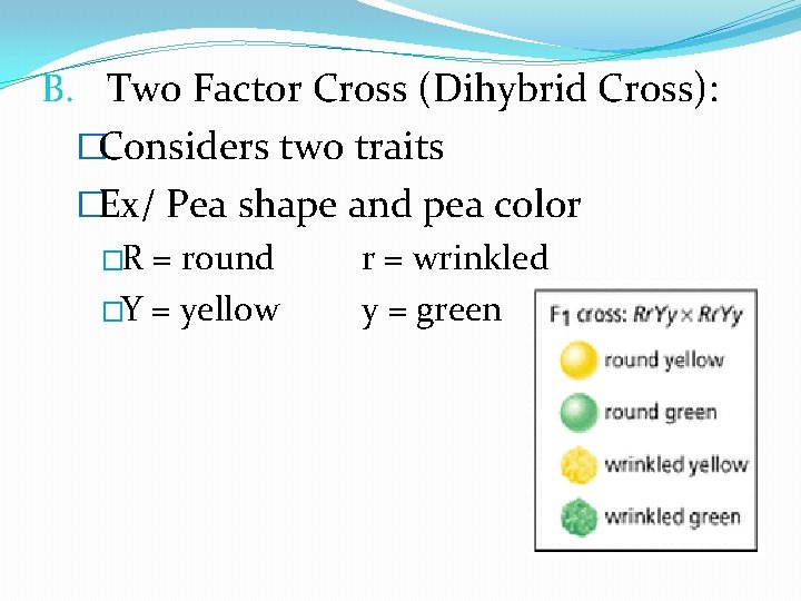 B. Two Factor Cross (Dihybrid Cross): �Considers two traits �Ex/ Pea shape and pea