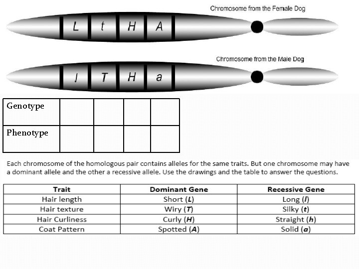 Genotype Phenotype 