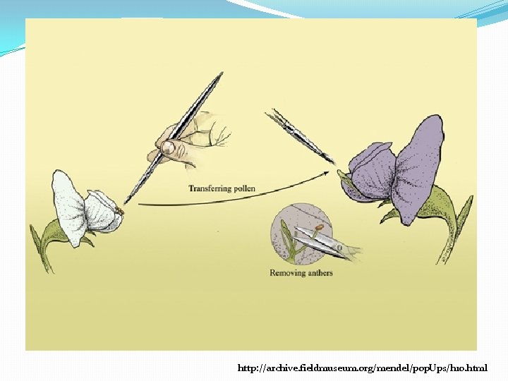 http: //archive. fieldmuseum. org/mendel/pop. Ups/h 10. html 