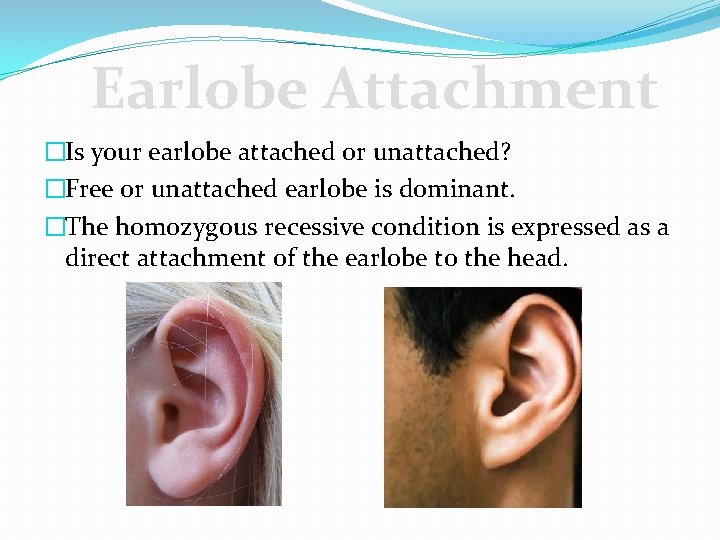 Earlobe Attachment �Is your earlobe attached or unattached? �Free or unattached earlobe is dominant.