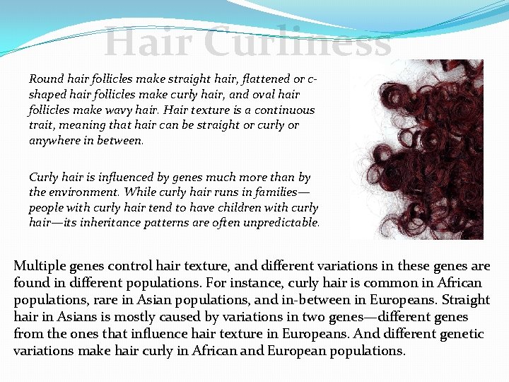 Hair Curliness Round hair follicles make straight hair, flattened or cshaped hair follicles make