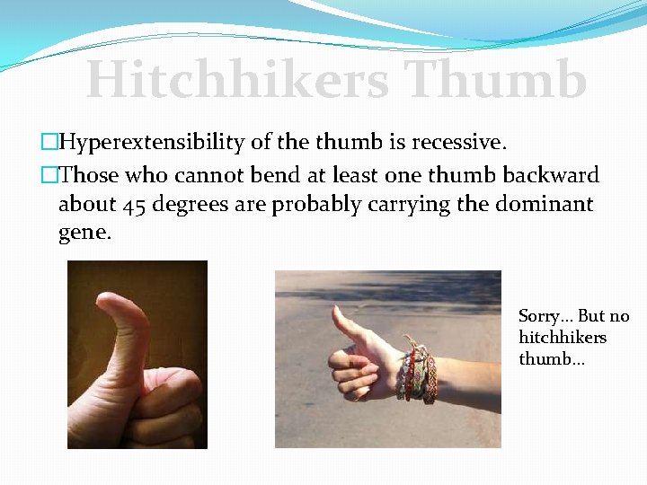 Hitchhikers Thumb �Hyperextensibility of the thumb is recessive. �Those who cannot bend at least