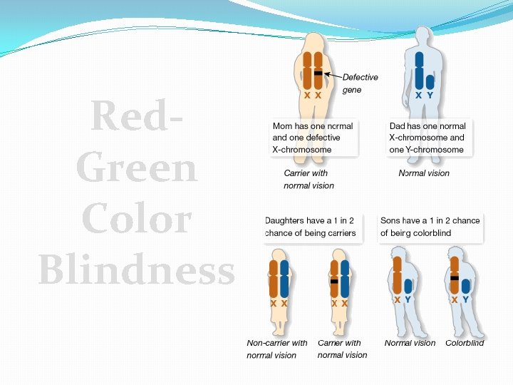 Red. Green Color Blindness 