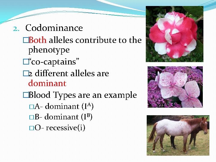2. Codominance �Both alleles contribute to the phenotype �“co-captains” � 2 different alleles are