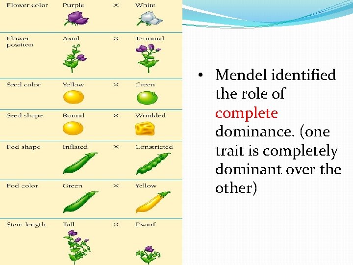  • Mendel identified the role of complete dominance. (one trait is completely dominant