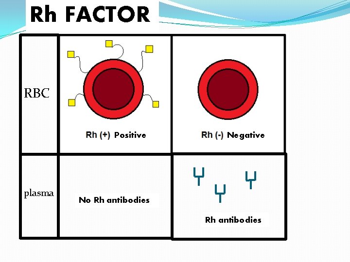Rh FACTOR RBC Positive plasma Negative No Rh antibodies 