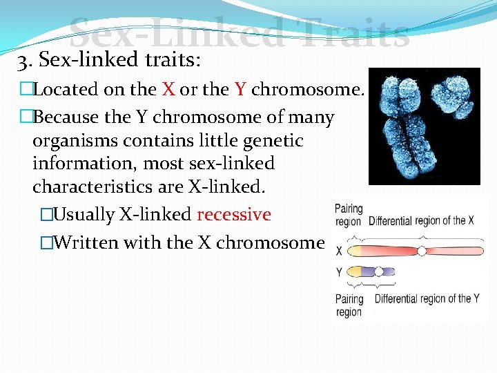 Sex-Linked Traits 3. Sex-linked traits: �Located on the X or the Y chromosome. �Because