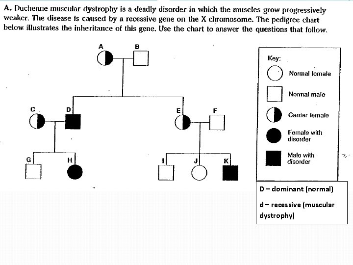 D – dominant (normal) d – recessive (muscular dystrophy) 